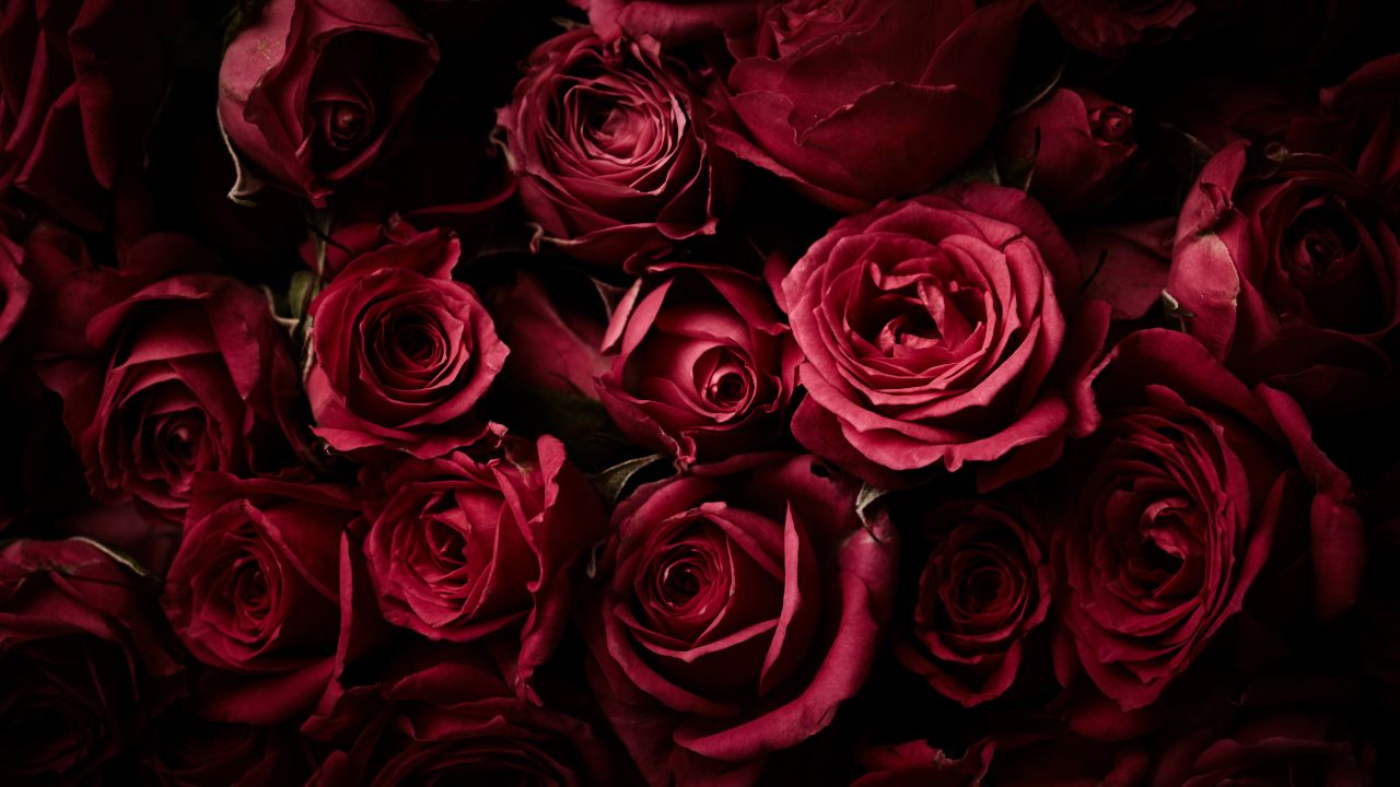 The red roses became the flowers of love